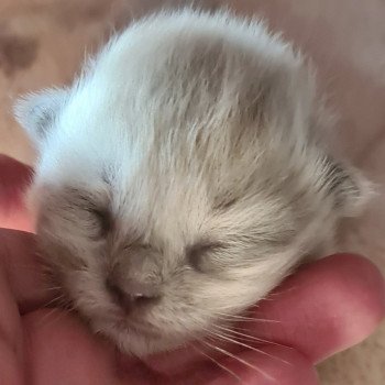 chaton Ragdoll blue mink Ragdoll Des Nuages Enchantés