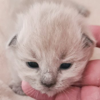 chaton Ragdoll blue mink Ragdoll Des Nuages Enchantés chaton Ragdoll blue mink Ragdoll Des Nuages Enchantés