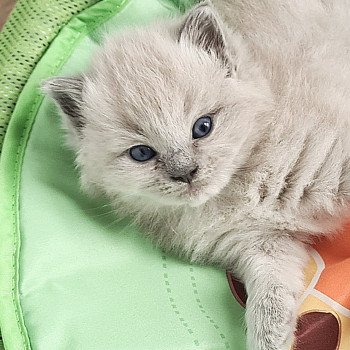 chaton Ragdoll blue mink Ragdoll Des Nuages Enchantés