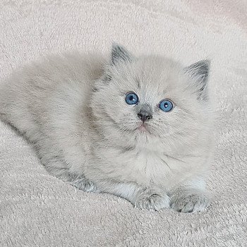 chaton Ragdoll blue mink Ragdoll Des Nuages Enchantés chaton Ragdoll blue mink Ragdoll Des Nuages Enchantés