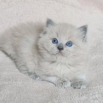 chaton Ragdoll blue mink Ragdoll Des Nuages Enchantés