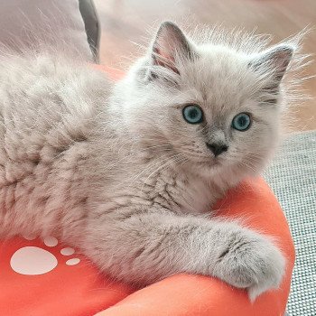 chaton Ragdoll blue mink U Ragdoll Des Nuages Enchantés