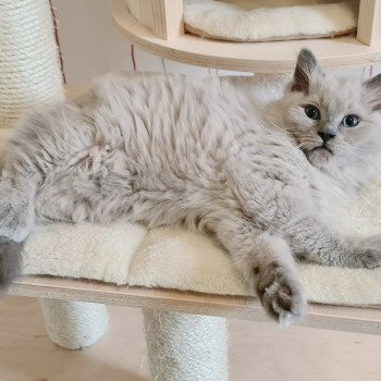 chaton Ragdoll blue mink U Ragdoll Des Nuages Enchantés chaton Ragdoll blue mink U Ragdoll Des Nuages Enchantés