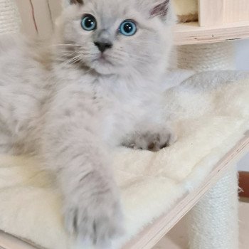 chaton Ragdoll blue mink U Ragdoll Des Nuages Enchantés chaton Ragdoll blue mink U Ragdoll Des Nuages Enchantés