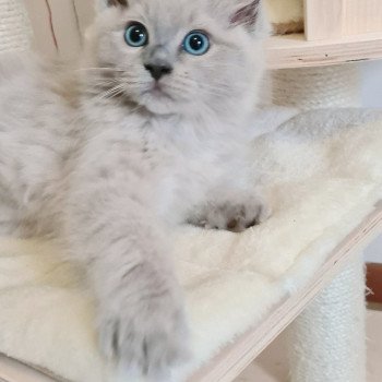 chaton Ragdoll blue mink U Ragdoll Des Nuages Enchantés