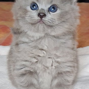 chaton Ragdoll blue sepia U Ragdoll Des Nuages Enchantés