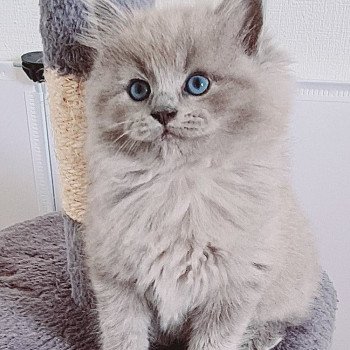 chaton Ragdoll blue sepia U Ragdoll Des Nuages Enchantés