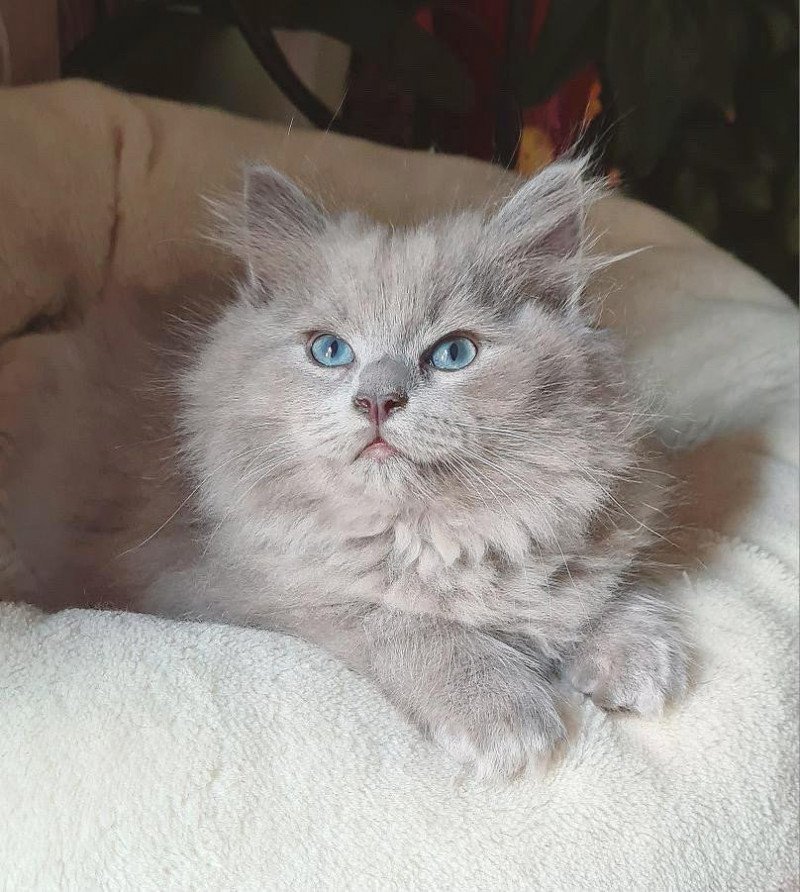 Ukulélé Des Nuages Enchantés Mâle Ragdoll Ukulélé Des Nuages Enchantés Mâle Ragdoll