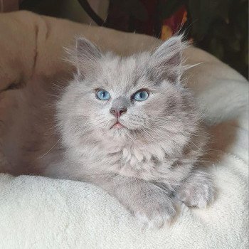 chaton Ragdoll blue sepia U Ragdoll Des Nuages Enchantés