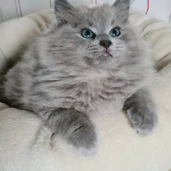 chaton Ragdoll blue sepia U Ragdoll Des Nuages Enchantés chaton Ragdoll blue sepia U Ragdoll Des Nuages Enchantés