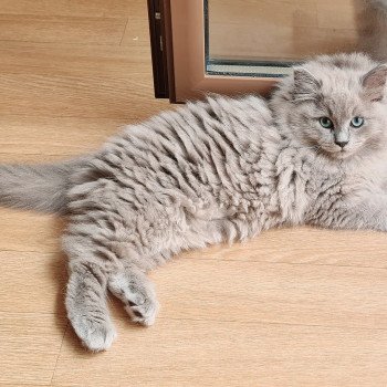 chaton Ragdoll blue sepia U Ragdoll Des Nuages Enchantés