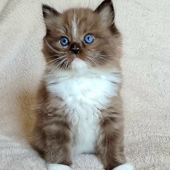 chaton Ragdoll seal sepia mitted U Ragdoll Des Nuages Enchantés