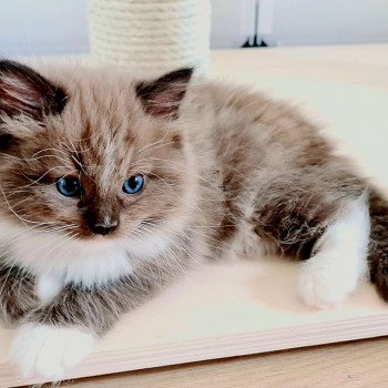 chaton Ragdoll seal sepia mitted U Ragdoll Des Nuages Enchantés