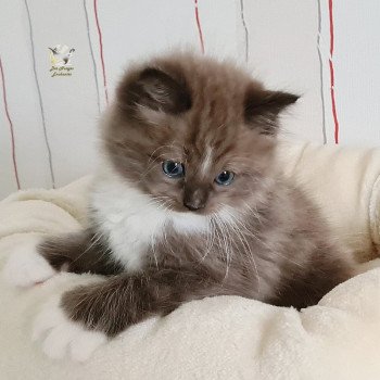 chaton Ragdoll seal sepia mitted U Ragdoll Des Nuages Enchantés