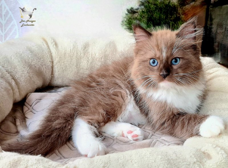 Uckyluke Des Nuages Enchantés Mâle Ragdoll Uckyluke Des Nuages Enchantés Mâle Ragdoll