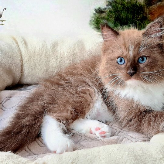 Uckyluke Des Nuages Enchantés Mâle Ragdoll