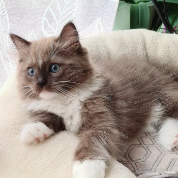chaton Ragdoll seal sepia mitted U Ragdoll Des Nuages Enchantés chaton Ragdoll seal sepia mitted U Ragdoll Des Nuages Enchantés