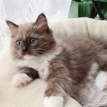 chaton Ragdoll seal sepia mitted U Ragdoll Des Nuages Enchantés