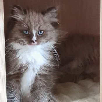 chaton Ragdoll seal sepia mitted U Ragdoll Des Nuages Enchantés