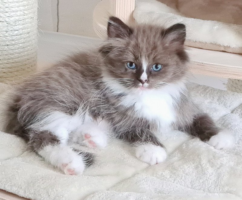 Uranie Des Nuages Enchantés Femelle Ragdoll Uranie Des Nuages Enchantés Femelle Ragdoll