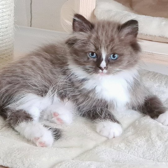 Uranie Des Nuages Enchantés Femelle Ragdoll