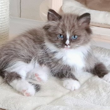 chaton Ragdoll seal sepia mitted U Ragdoll Des Nuages Enchantés chaton Ragdoll seal sepia mitted U Ragdoll Des Nuages Enchantés