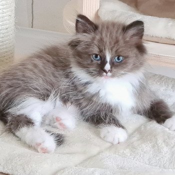 chaton Ragdoll seal sepia mitted U Ragdoll Des Nuages Enchantés