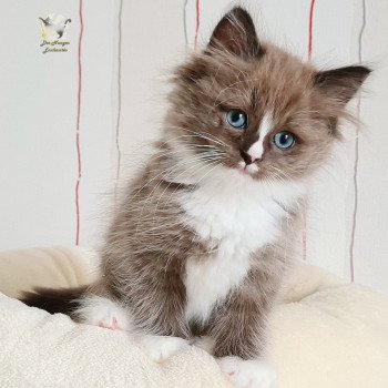 chaton Ragdoll seal sepia mitted U Ragdoll Des Nuages Enchantés