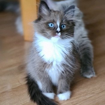 chaton Ragdoll seal sepia mitted U Ragdoll Des Nuages Enchantés