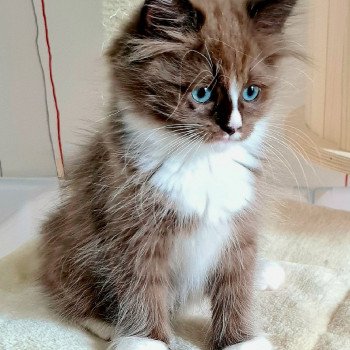 chaton Ragdoll seal sepia mitted U Ragdoll Des Nuages Enchantés