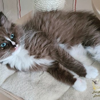 chaton Ragdoll seal sepia mitted U Ragdoll Des Nuages Enchantés