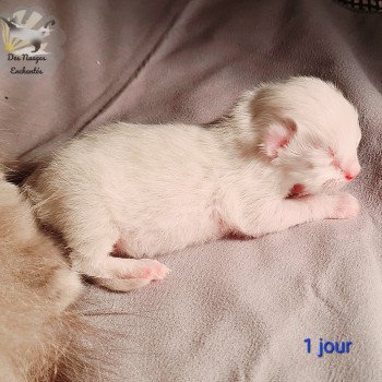 chaton Ragdoll Ragdoll Des Nuages Enchantés