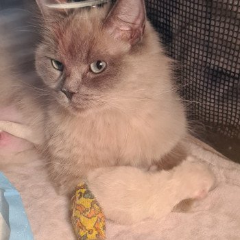 chaton Ragdoll Ragdoll Des Nuages Enchantés chaton Ragdoll Ragdoll Des Nuages Enchantés