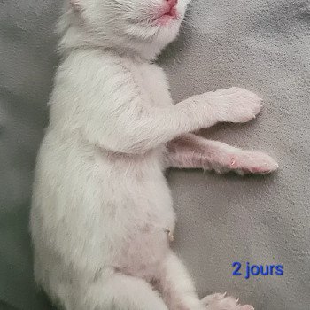 chaton Ragdoll V... Ragdoll Des Nuages Enchantés chaton Ragdoll V... Ragdoll Des Nuages Enchantés