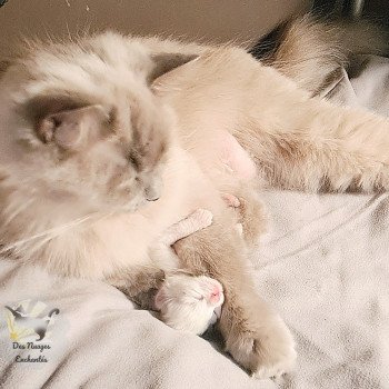 chaton Ragdoll V... Ragdoll Des Nuages Enchantés chaton Ragdoll V... Ragdoll Des Nuages Enchantés