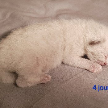 chaton Ragdoll V... Ragdoll Des Nuages Enchantés