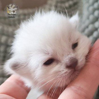 chaton Ragdoll V... Ragdoll Des Nuages Enchantés