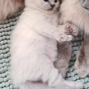 chaton Ragdoll V... Ragdoll Des Nuages Enchantés