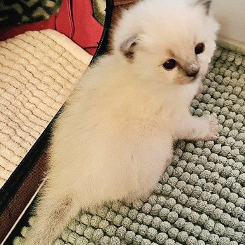 chaton Ragdoll V... Ragdoll Des Nuages Enchantés