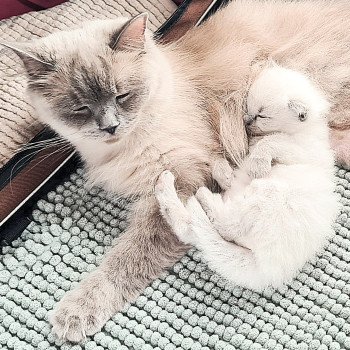 chaton Ragdoll V... Ragdoll Des Nuages Enchantés