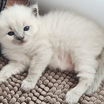 chaton Ragdoll V... Ragdoll Des Nuages Enchantés chaton Ragdoll V... Ragdoll Des Nuages Enchantés