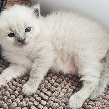 chaton Ragdoll V... Ragdoll Des Nuages Enchantés