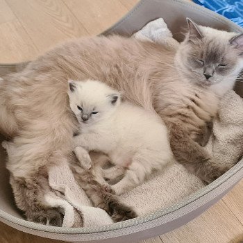 chaton Ragdoll V... Ragdoll Des Nuages Enchantés