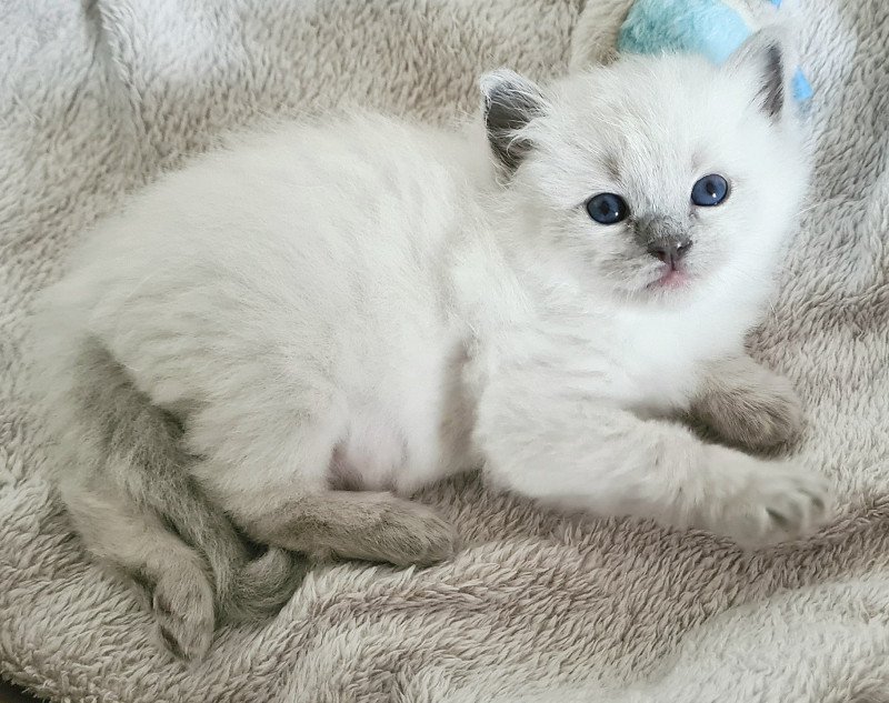 Zéphyr des Nuages Enchantés Zéphyr Mâle Ragdoll Zéphyr des Nuages Enchantés Zéphyr Mâle Ragdoll
