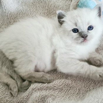 chaton Ragdoll V... Ragdoll Des Nuages Enchantés