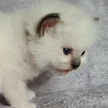 chaton Ragdoll blue mitted Ragdoll Des Nuages Enchantés chaton Ragdoll blue mitted Ragdoll Des Nuages Enchantés