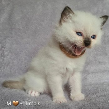 chaton Ragdoll blue mitted Ragdoll Des Nuages Enchantés chaton Ragdoll blue mitted Ragdoll Des Nuages Enchantés