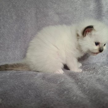 chaton Ragdoll blue mitted Ragdoll Des Nuages Enchantés chaton Ragdoll blue mitted Ragdoll Des Nuages Enchantés