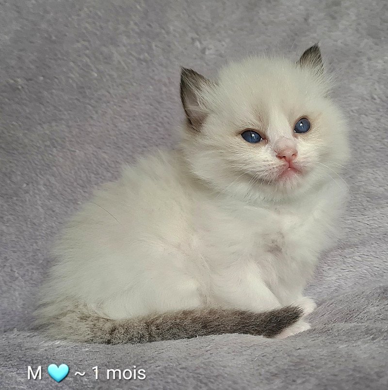 V Des Nuages Enchantés Mâle Ragdoll