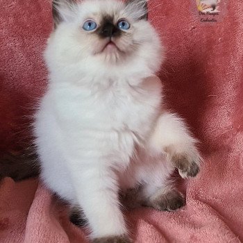 chaton Ragdoll seal point Ragdoll Des Nuages Enchantés chaton Ragdoll seal point Ragdoll Des Nuages Enchantés